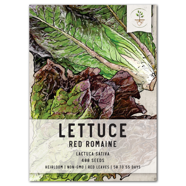romaine lettuce seeds from plant Red Romaine Lettuce Seeds For Planting (Lactuca sativa) Seed Needs – Seed Needs LLC