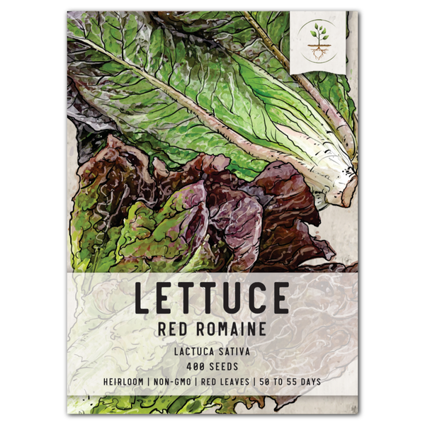 Red Romaine Lettuce Seeds For Planting (Lactuca sativa)