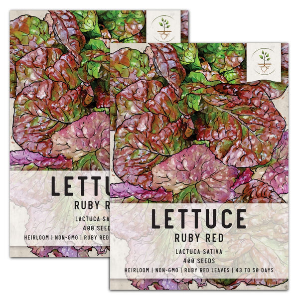 Ruby Red Lettuce Seeds For Planting (Lactuca sativa)