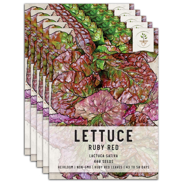 Ruby Red Lettuce Seeds For Planting (Lactuca sativa)