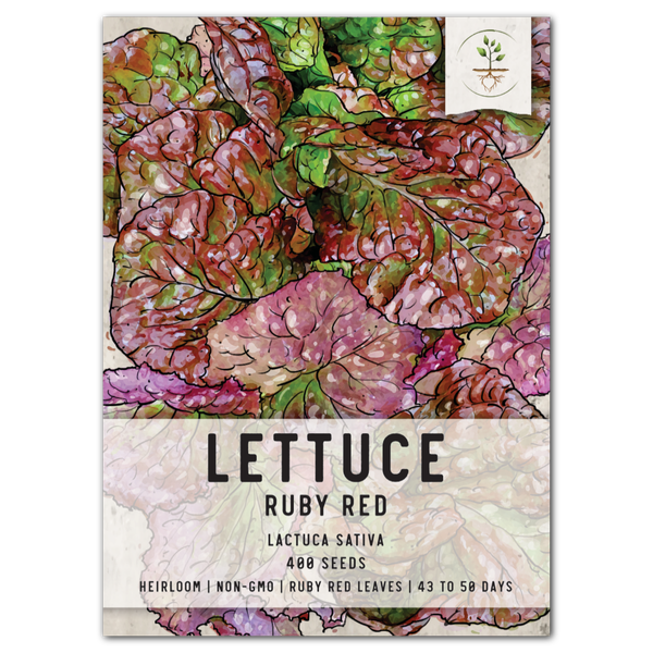 Ruby Red Lettuce Seeds For Planting (Lactuca sativa)