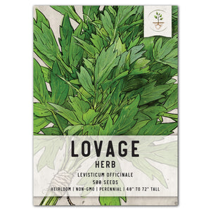 lovage herb seeds for planting