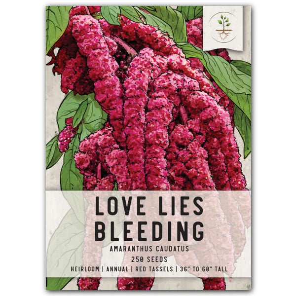 planting seeds of love Love Lies Bleeding Seeds For Planting (Amaranthus caudatus) – Seed Needs LLC