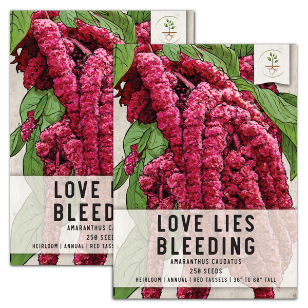 Love Lies Bleeding Seeds For Planting (Amaranthus caudatus)