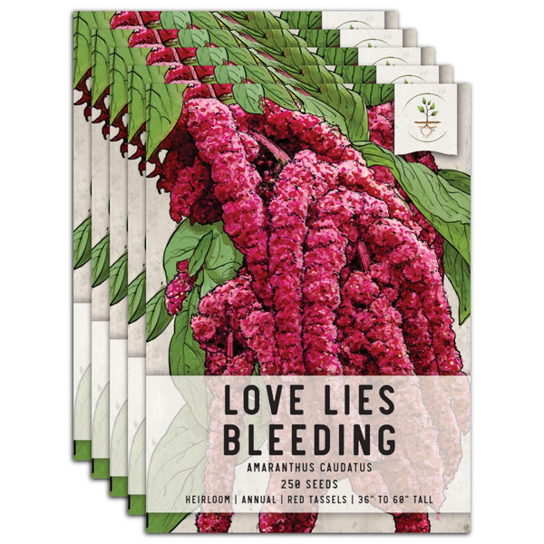 Love Lies Bleeding Seeds For Planting (Amaranthus caudatus)