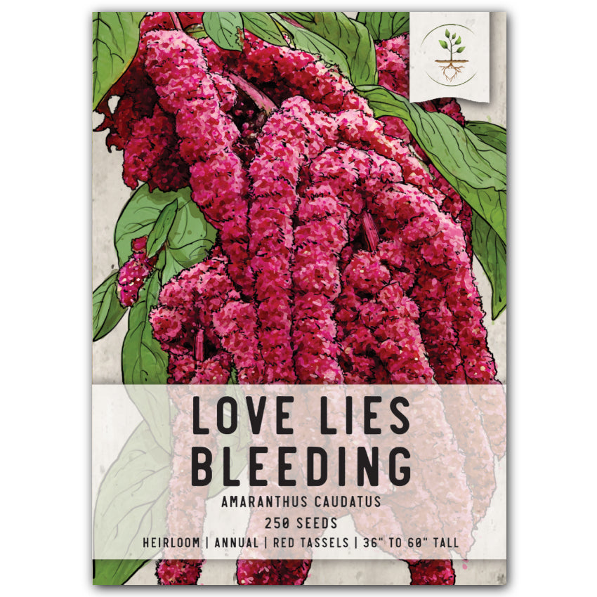 Love Lies Bleeding Seeds For Planting (Amaranthus caudatus)