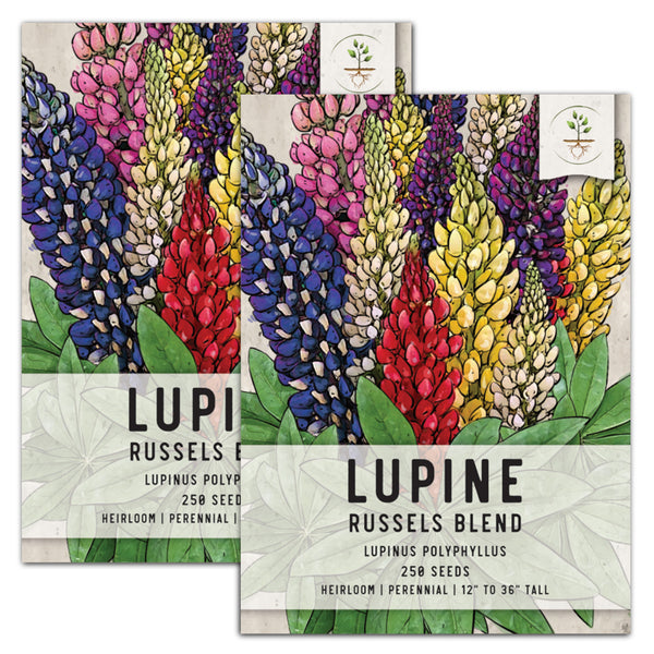 Lupine Russell Seeds For Planting (Lupinus polyphyllus)