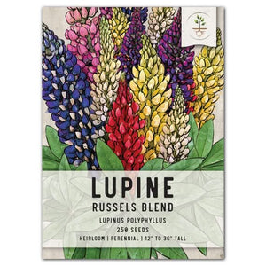 Lupine Russell Seeds For Planting