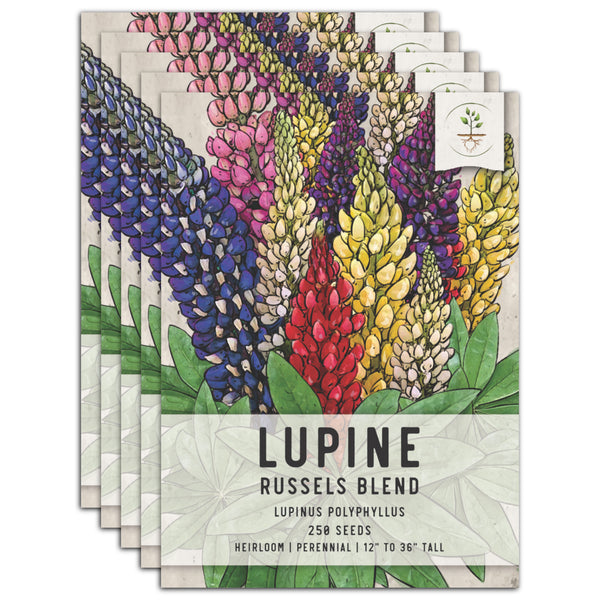 Lupine Russell Seeds For Planting (Lupinus polyphyllus)