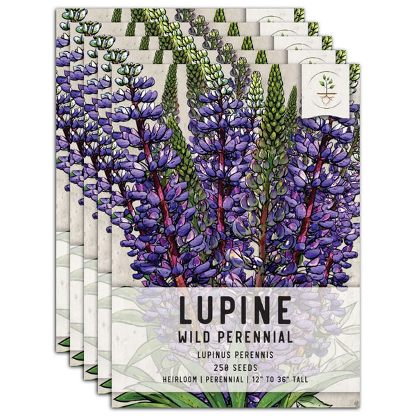 wild perennial lupine seeds for planting