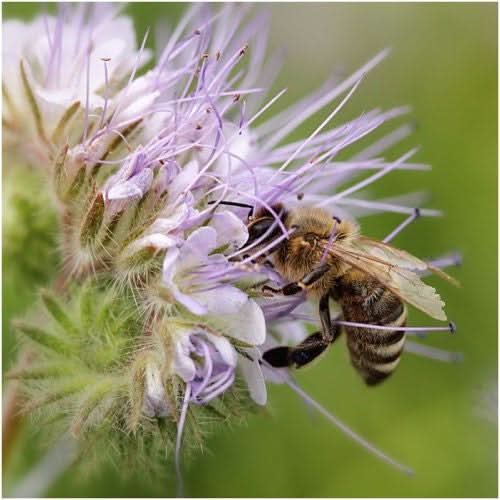 Lacy Phacelia Seeds For Planting (Phacelia tanacetifolia)