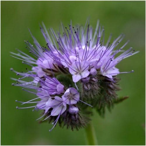 Lacy Phacelia Seeds For Planting (Phacelia tanacetifolia)