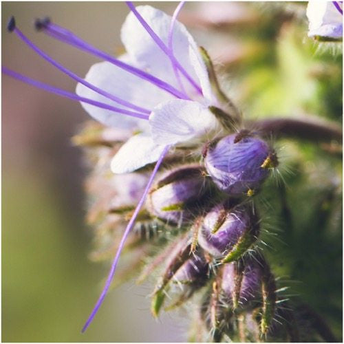 lacy phacelia seeds for planting