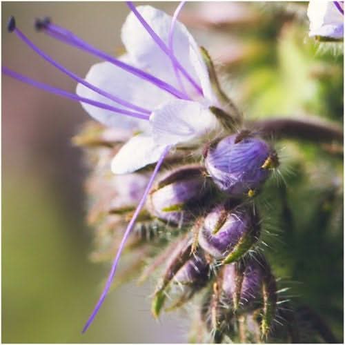 Lacy Phacelia Seeds For Planting (Phacelia tanacetifolia)