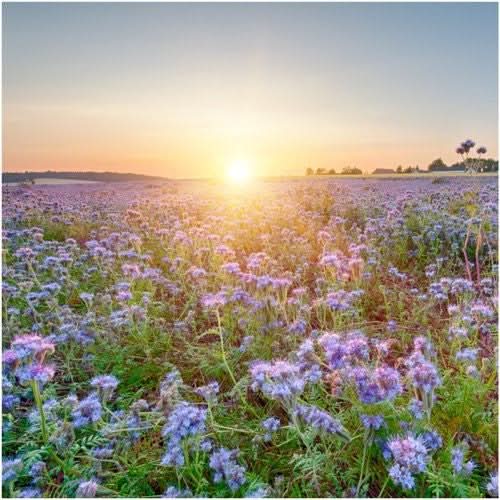 Lacy Phacelia Seeds For Planting (Phacelia tanacetifolia)