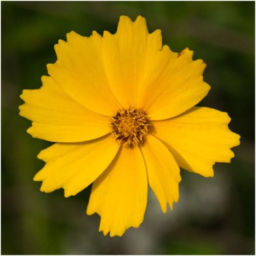 Lance Leaved Coreopsis (Coreopsis lanceolata)