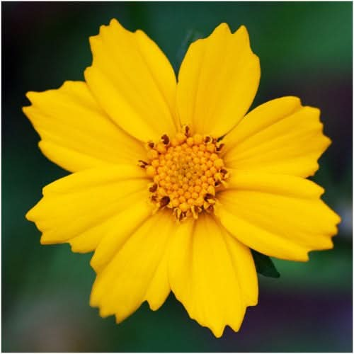 Lance Leaved Coreopsis (Coreopsis lanceolata)