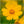 Lance Leaved Coreopsis (Coreopsis lanceolata)