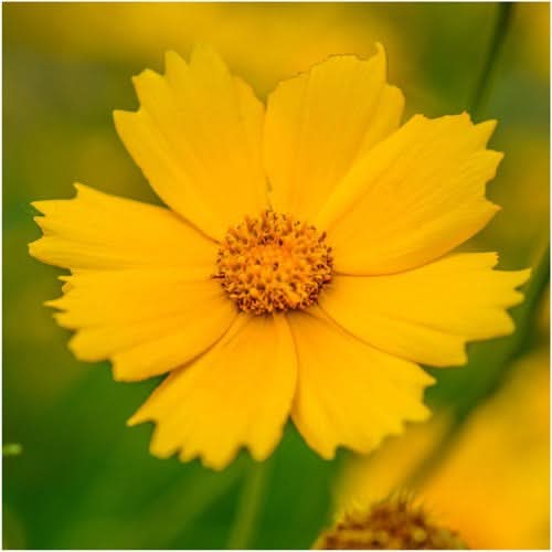 Lance Leaved Coreopsis (Coreopsis lanceolata)