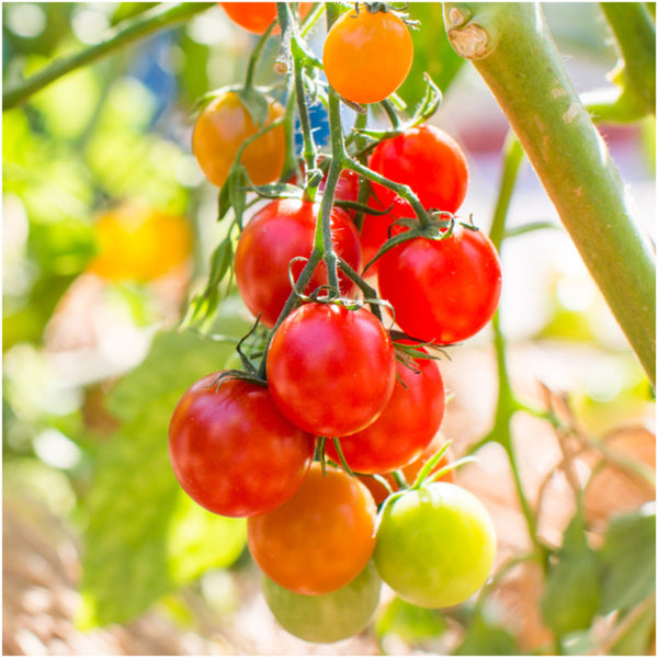 Large Red Cherry Tomato Seeds For Planting (Solanum lycopersicum)