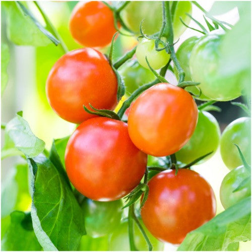 large red cherry tomato