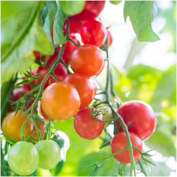 planting red cherry tomato seeds Large Red Cherry Tomato Seeds For Planting