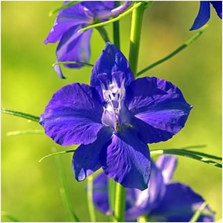 Deer Resistant Wildflower