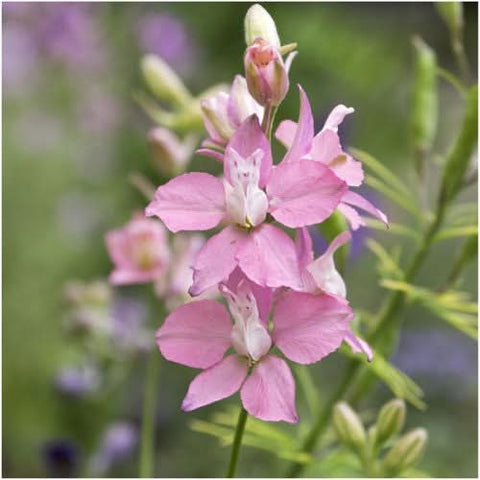 Rocket Larkspur Seeds For Planting (Delphinium consolida)