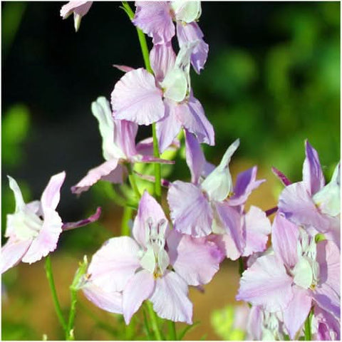 Rocket Larkspur Seeds For Planting (Delphinium consolida)