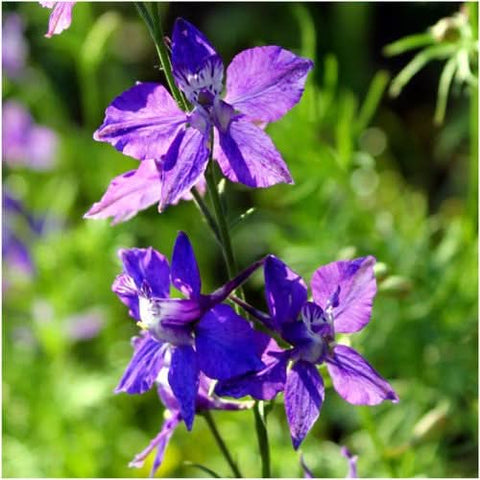 Rocket Larkspur Seeds For Planting (Delphinium consolida)