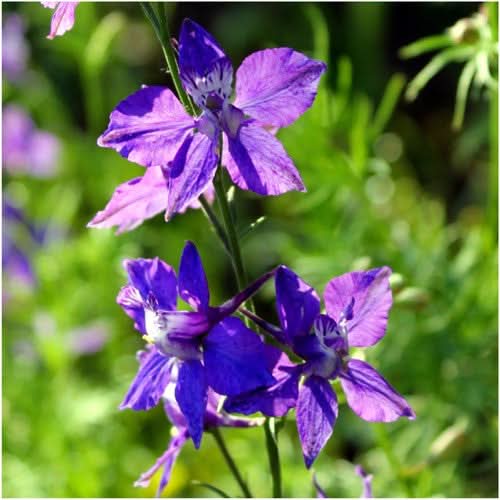 Rocket Larkspur Seeds For Planting (Delphinium consolida)