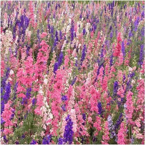 Rocket Larkspur Seeds For Planting (Delphinium consolida)