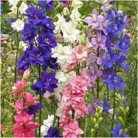 Rocket Larkspur Seeds For Planting (Delphinium consolida)