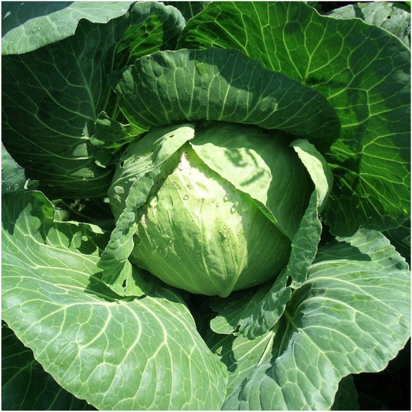 Late Flat Dutch Cabbage Seeds For Planting (Brassica oleracea)