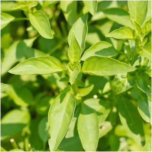 Lemon Basil Seeds For Planting (Ocimum basillicum citriodorum)