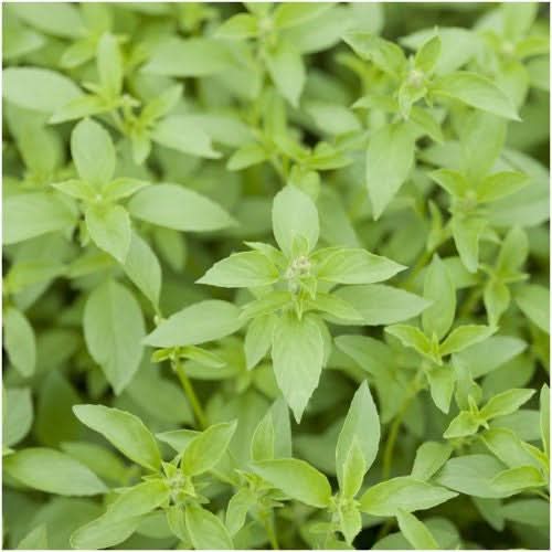 Lemon Basil Seeds For Planting (Ocimum basillicum citriodorum)