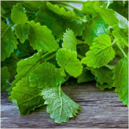 lemon balm seeds for planting