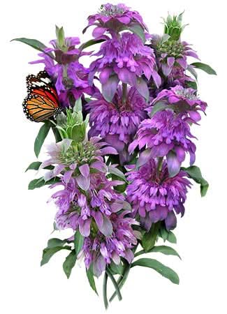Bee Balm Seed Trio