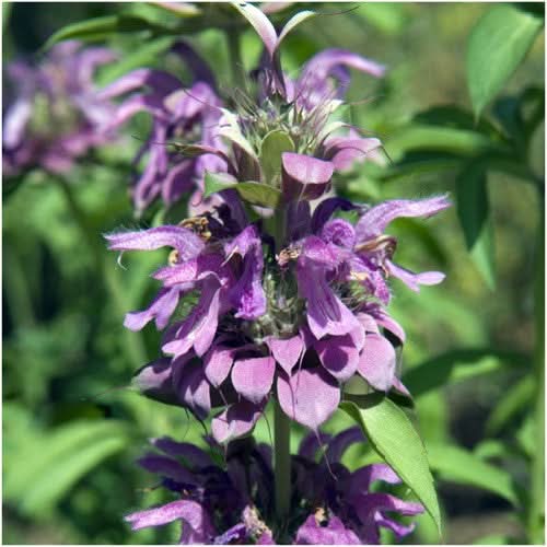 Lemon Mint Seeds For Planting (Monarda citriodora)