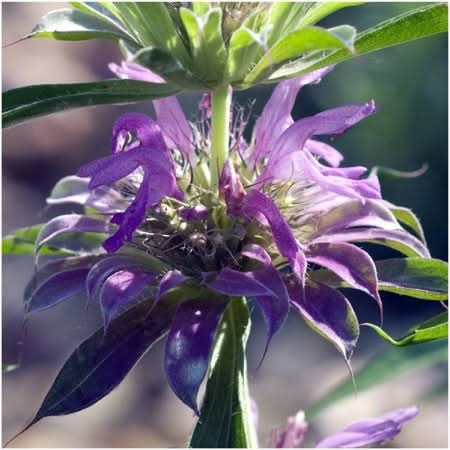 Deer Resistant Wildflower