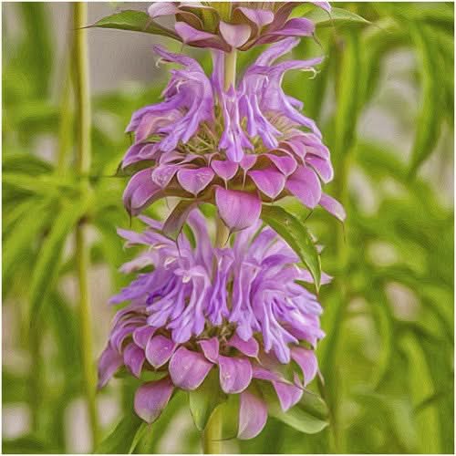 Lemon Mint Seeds For Planting (Monarda citriodora)