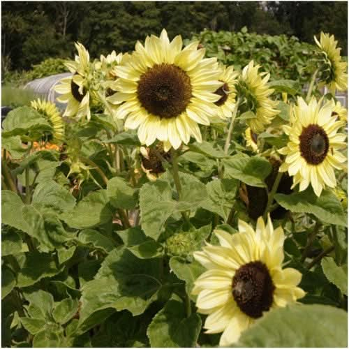 lemon queen sunflower seeds for planting