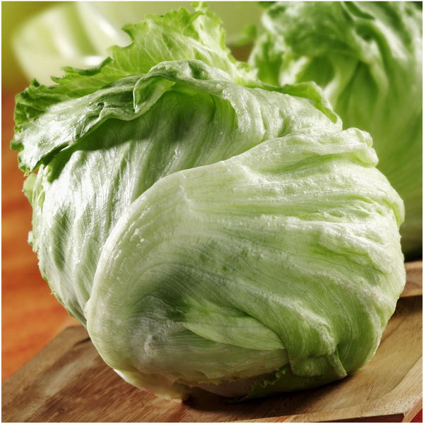 Iceberg Lettuce Seeds For Planting (Lactuca sativa)
