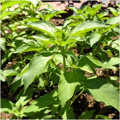 Lime Basil Seeds For Planting (Ocimum x citriodorum)