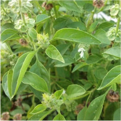 Lime Basil Seeds For Planting (Ocimum x citriodorum)