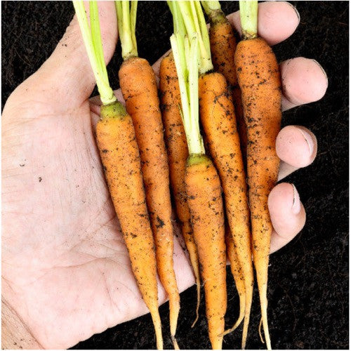little finger carrot