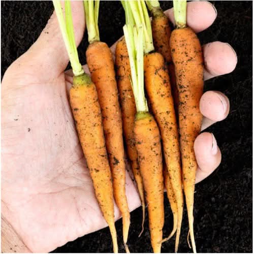 Little Finger Carrot Seeds For Planting (Daucus carota)