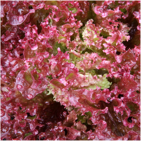 Lollo Rosso Lettuce Seeds For Planting (Lactuca sativa)