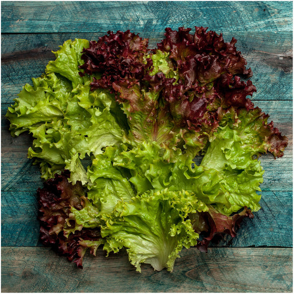 lollo rosso lettuce seeds for planting