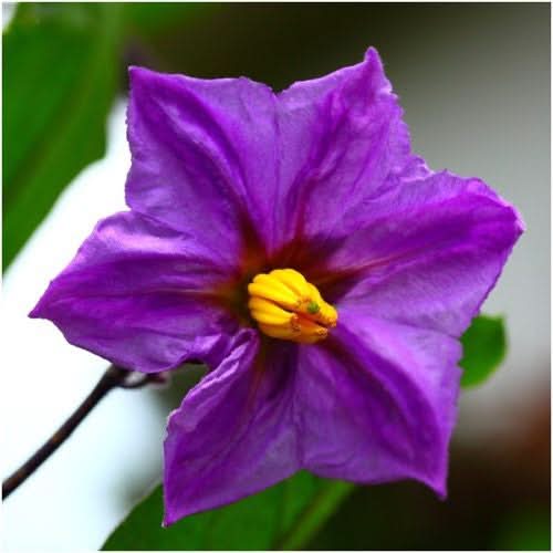 Long Purple Eggplant Seeds For Planting (Solanum melongena)